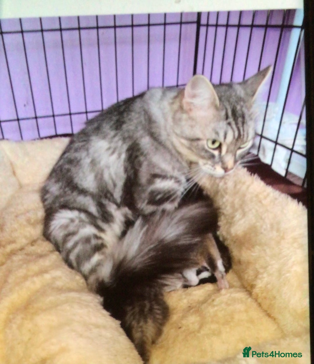 Mixed Breed cats for sale: Silver Tabby Kitten, Pathhead, Midlothian - Advert 4
