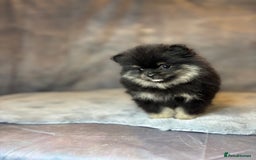 Pomeranian dogs for sale: Lovely little Poms available  - Image 11