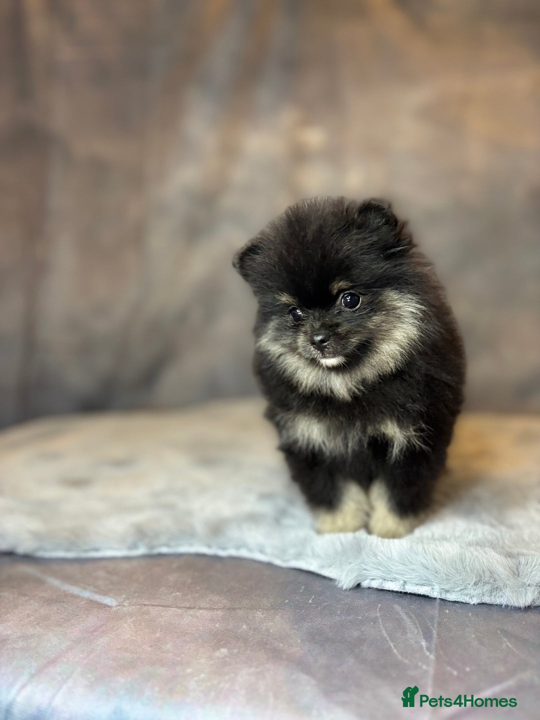Pomeranian dogs for sale: Lovely little Poms available  - Image 11