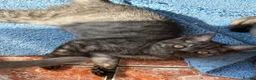British Shorthair cats for sale: British shorthair kittens  - Advert 10