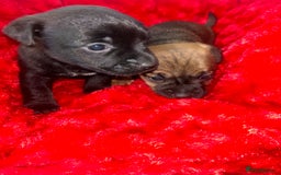 Jack Russell dogs for sale: Jack russell puppies  - Image 4