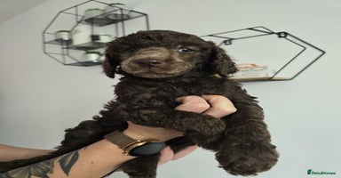 Standard Poodle dogs - Advert 2