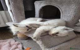 Ragdoll cats for sale: Stunning Ragdoll kittens - Image 8
