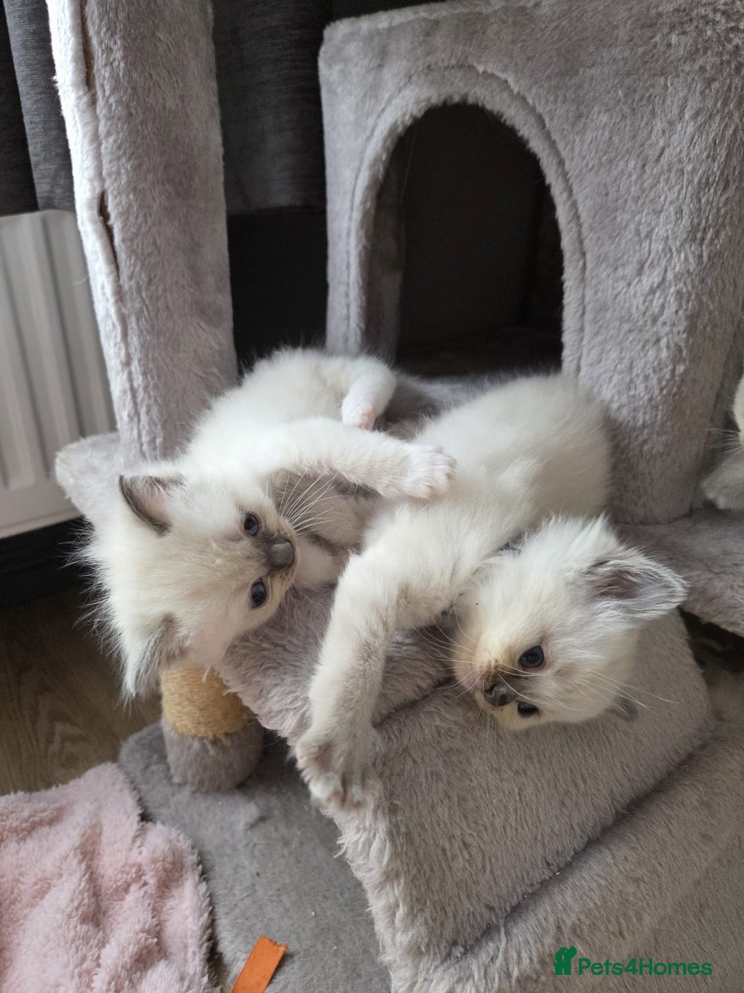 Ragdoll cats for sale: Stunning Ragdoll kittens - Image 8