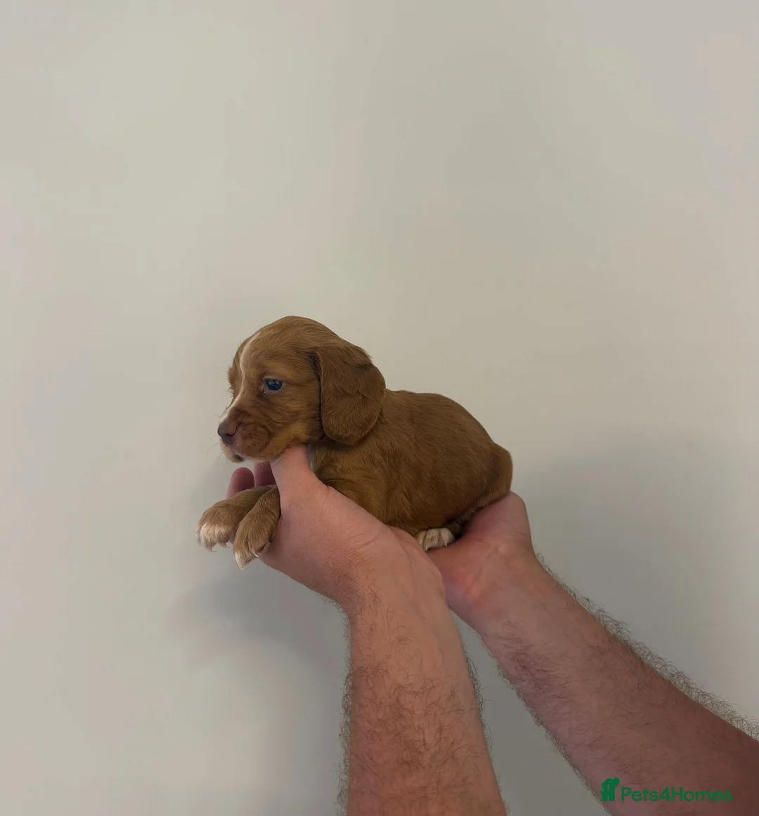 Cocker Spaniel dogs for sale: Cocker Spaniel puppy’s  - Advert 9