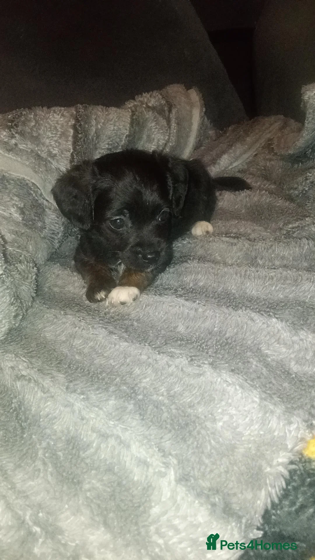 Shorkie dogs for sale: Ready now Shorkie girl for sale  - Advert 2
