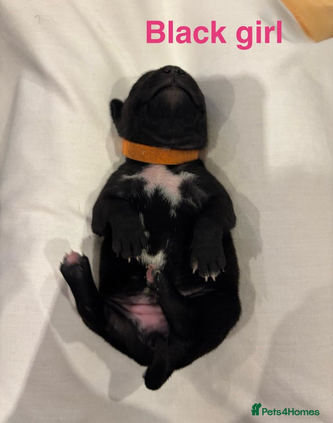 Staffordshire Bull Terrier dogs for sale: Champion Bloodline Stafforshire Bull Terrier Pups - Advert 18