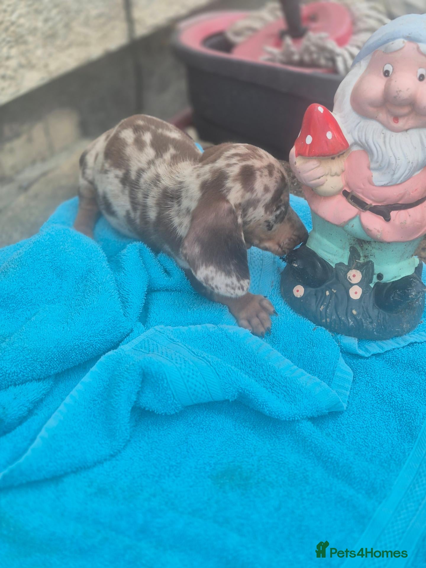 Miniature Dachshund dogs for sale: Gorgeous miniature dachshunds - Advert 2