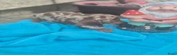 Miniature Dachshund dogs for sale: Gorgeous miniature dachshunds - Advert 21