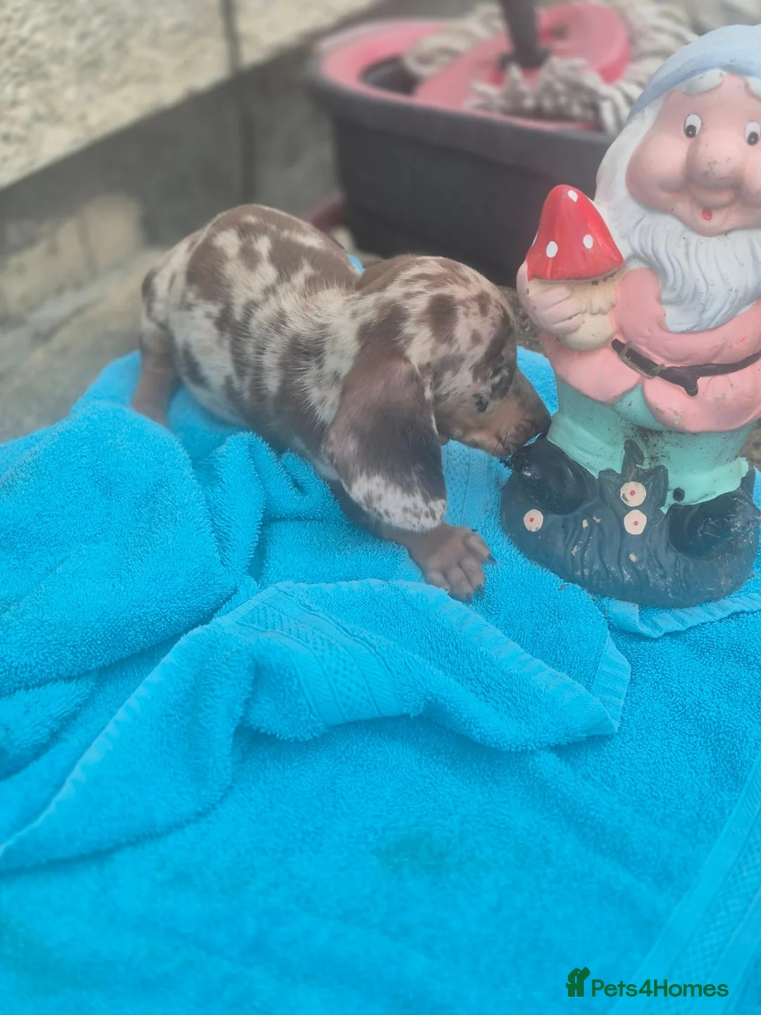 Miniature Dachshund dogs for sale: Gorgeous miniature dachshunds - Advert 21