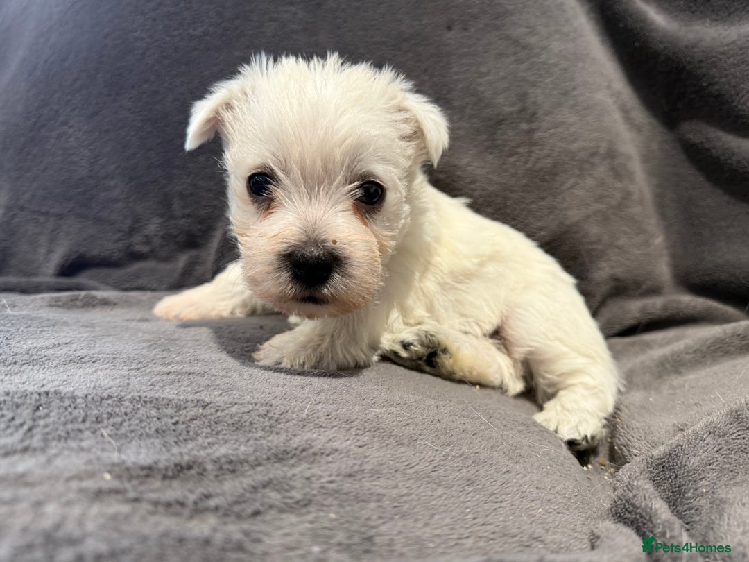 West Highland Terrier dogs for sale: KC REGISTERED Boys - Advert 11