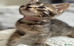 Maine Coon cats for sale: 🌟Adorable kittens now ready 4 forever home🌟 - Image 8