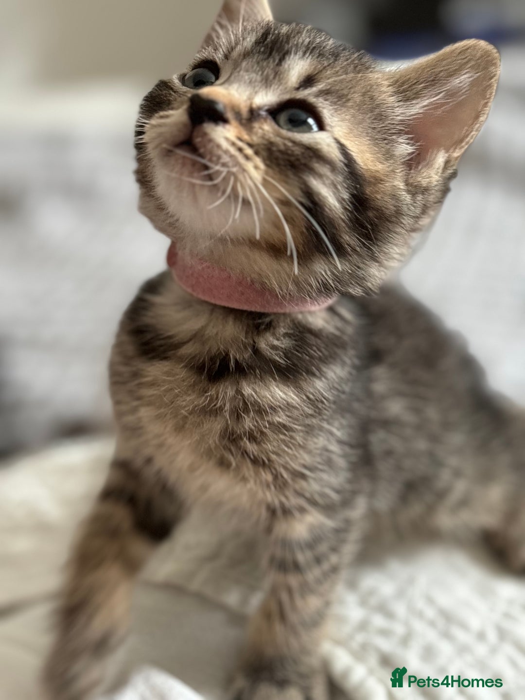 Maine Coon cats for sale: 🌟Adorable kittens now ready 4 forever home🌟 - Image 8