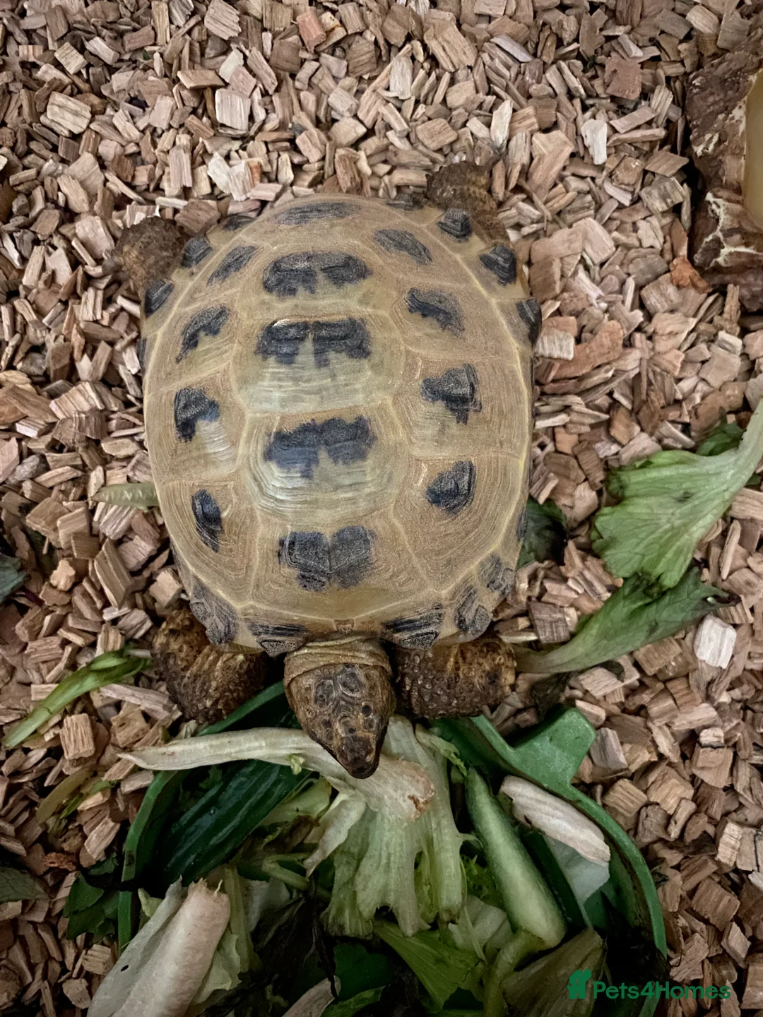 Tortoise reptiles for sale: Horsefield Tortoise 5years  - Advert 2