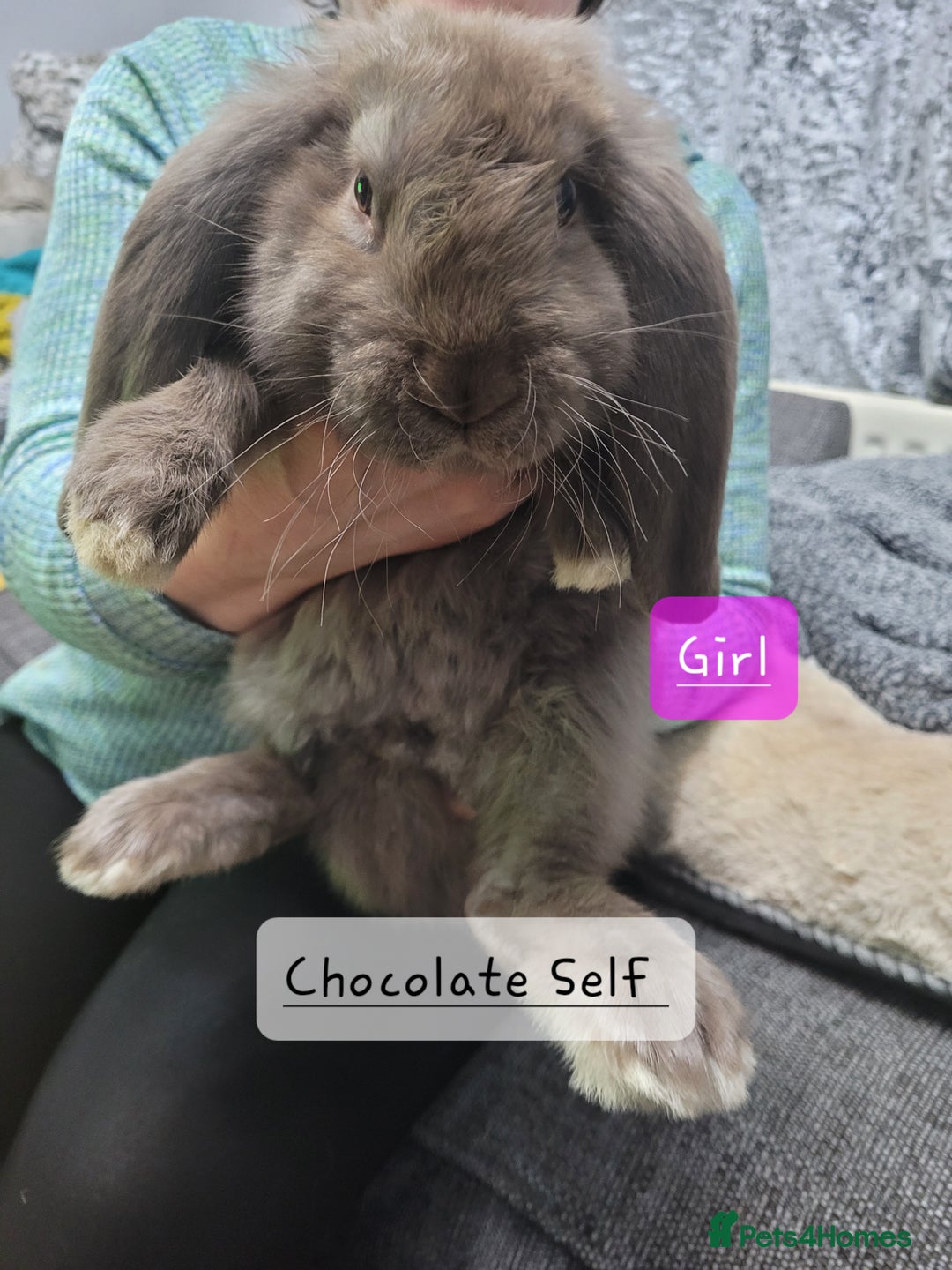 French Lop rabbits for sale: Pure Bred French Lop babies - Advert 2
