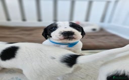 Beagle dogs for sale: BEAGLE X SPANIEL MIX PUPPIES - Image 4