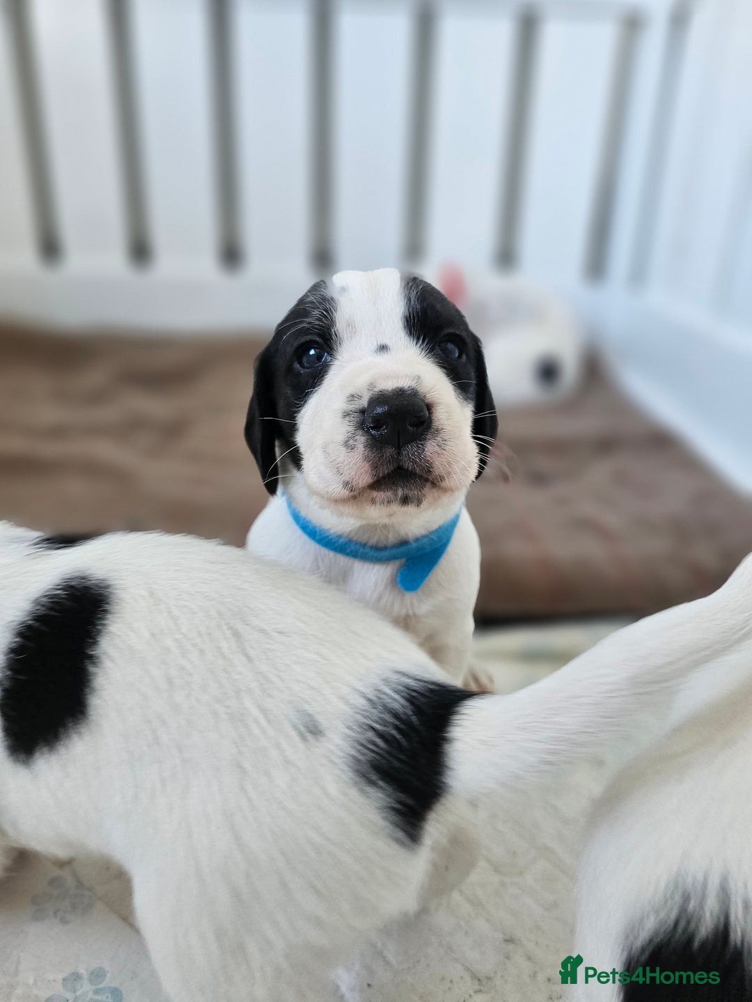 Beagle dogs for sale: BEAGLE X SPANIEL MIX PUPPIES - Image 4