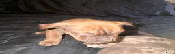 Mixed Breed dogs for sale: Beautiful British bulldog X saffy puppies  - Advert 6