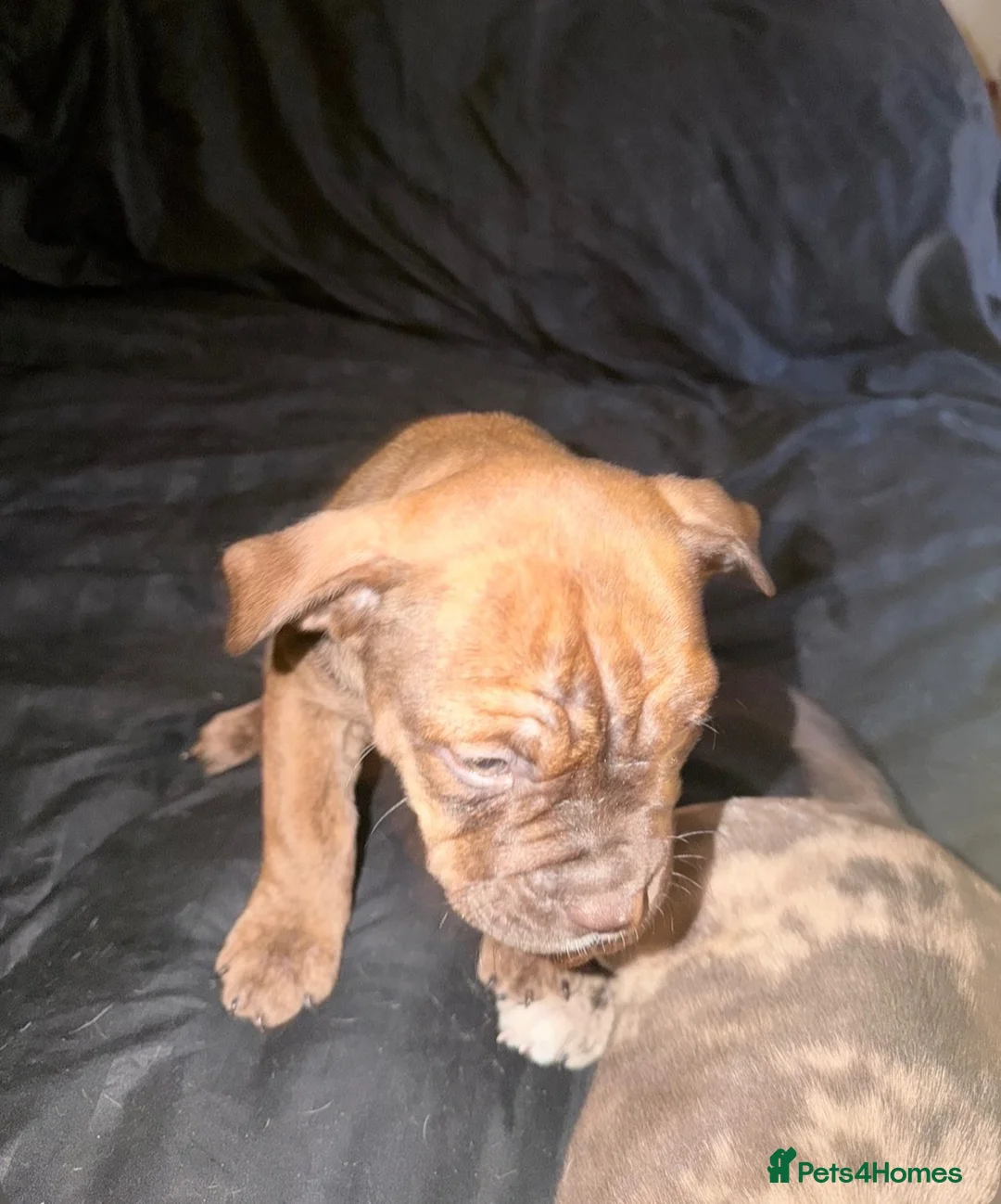 Mixed Breed dogs for sale: Beautiful British bulldog X saffy puppies  - Advert 6