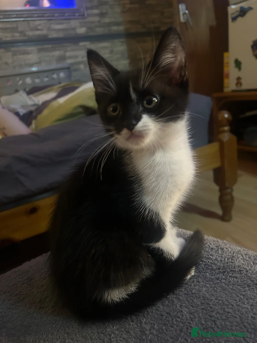 British Shorthair cats for sale: British shorthair male kitten  in Huntingdon - Advert 2