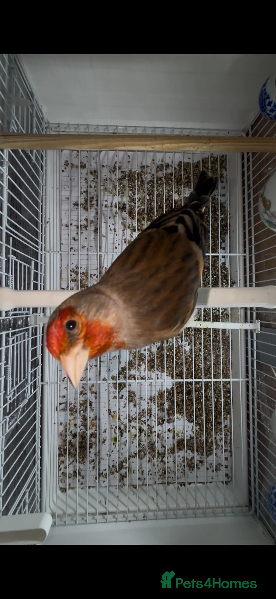 Finches birds for sale: Goldfinches mixed with Canary  - Advert 3