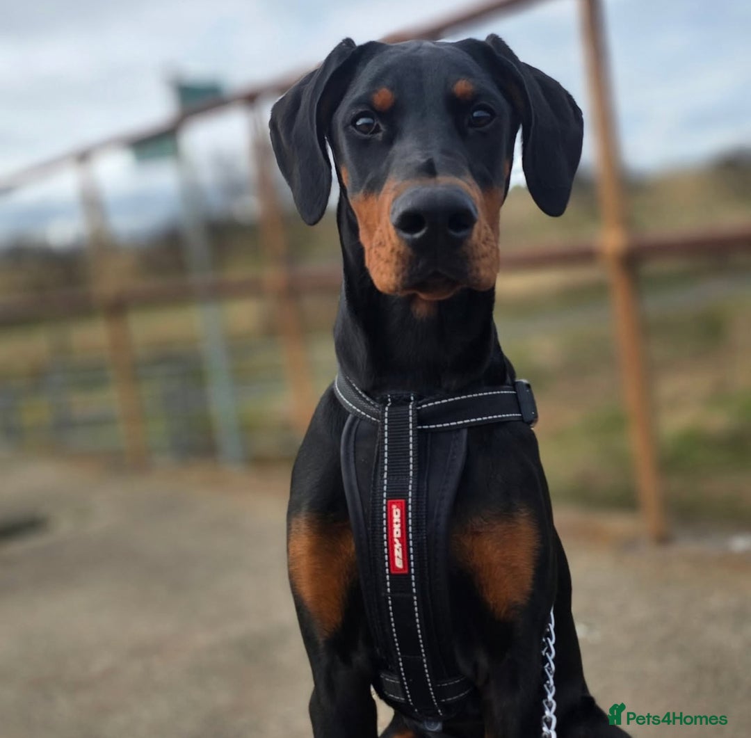 Dobermann dogs for sale: ⭐️ Pregnancy confirmed FULL EUROPEAN DOBERMANN ⭐️ - Image 15