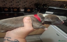 Staffordshire Bull Terrier dogs for sale: Staffordshire bull terrier puppies  - Image 10