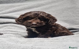 Cockapoo dogs for sale: Gorgeous Cockapoo puppies - Image 6
