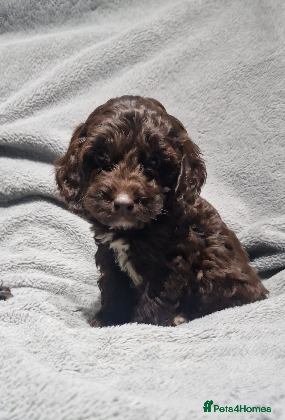 Cockapoo dogs for sale: Gorgeous Cockapoo puppies - Image 6
