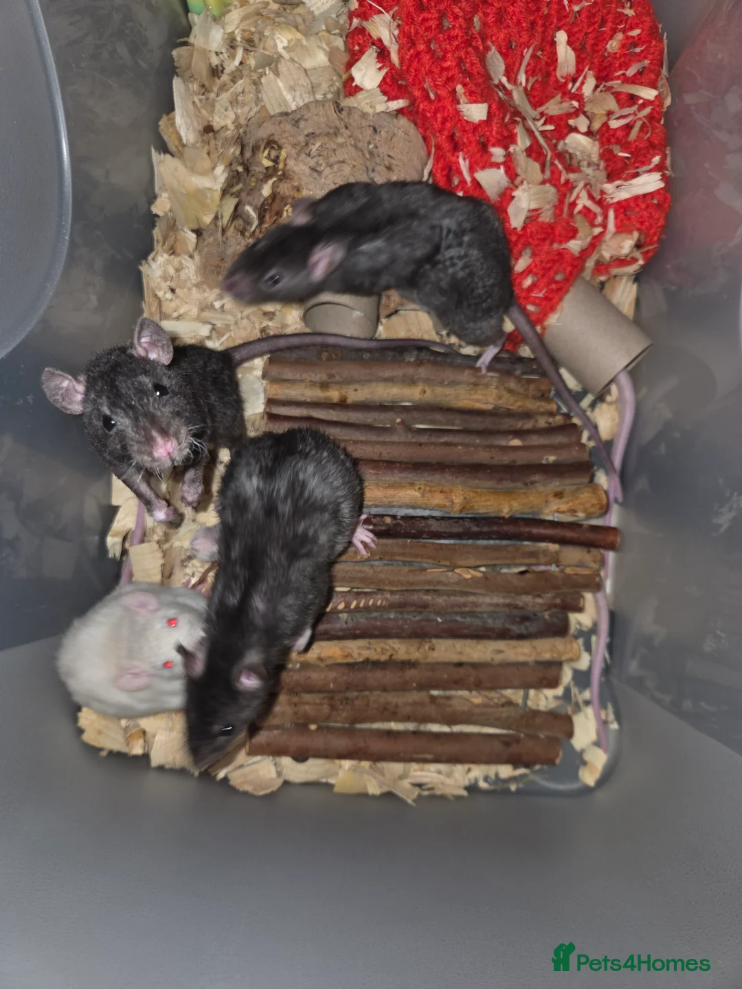 Rat rodents for sale: Male and female baby rats  - Advert 11