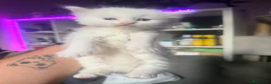 Turkish Angora Kitten 4
