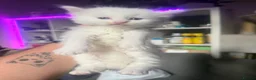 Turkish Angora cats for sale: Turkish Angora Kittens - Advert 4