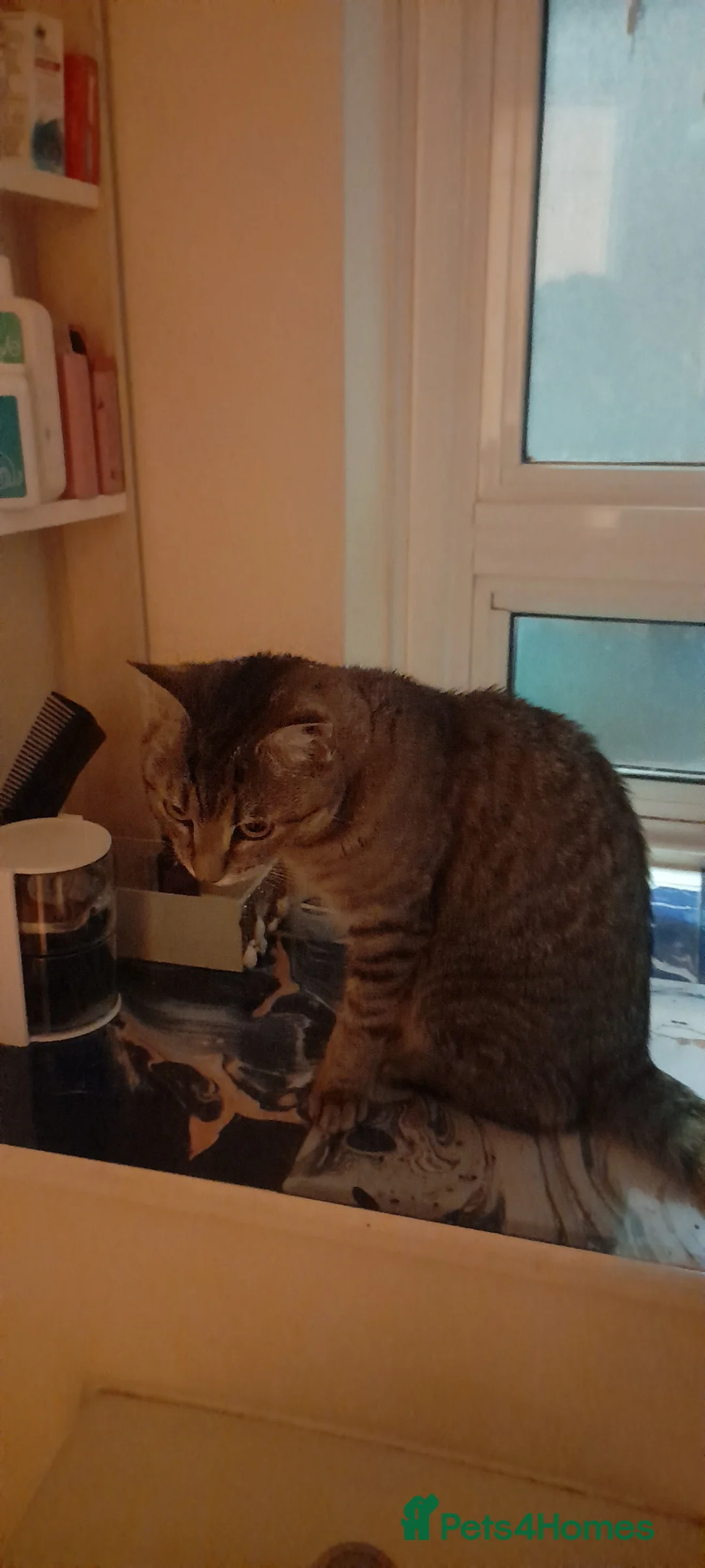 British Shorthair cats for sale: Sweet girl looking for her forever home in London - Advert 1