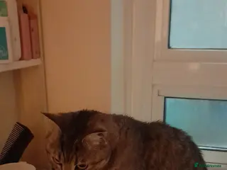 British Shorthair cats Sweet girl looking for her forever home - Advert 1