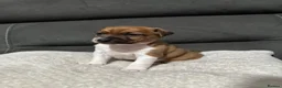 Plummer Terrier dogs for sale: Last two Plummer terrier puppies !! in Bradford - Advert 4