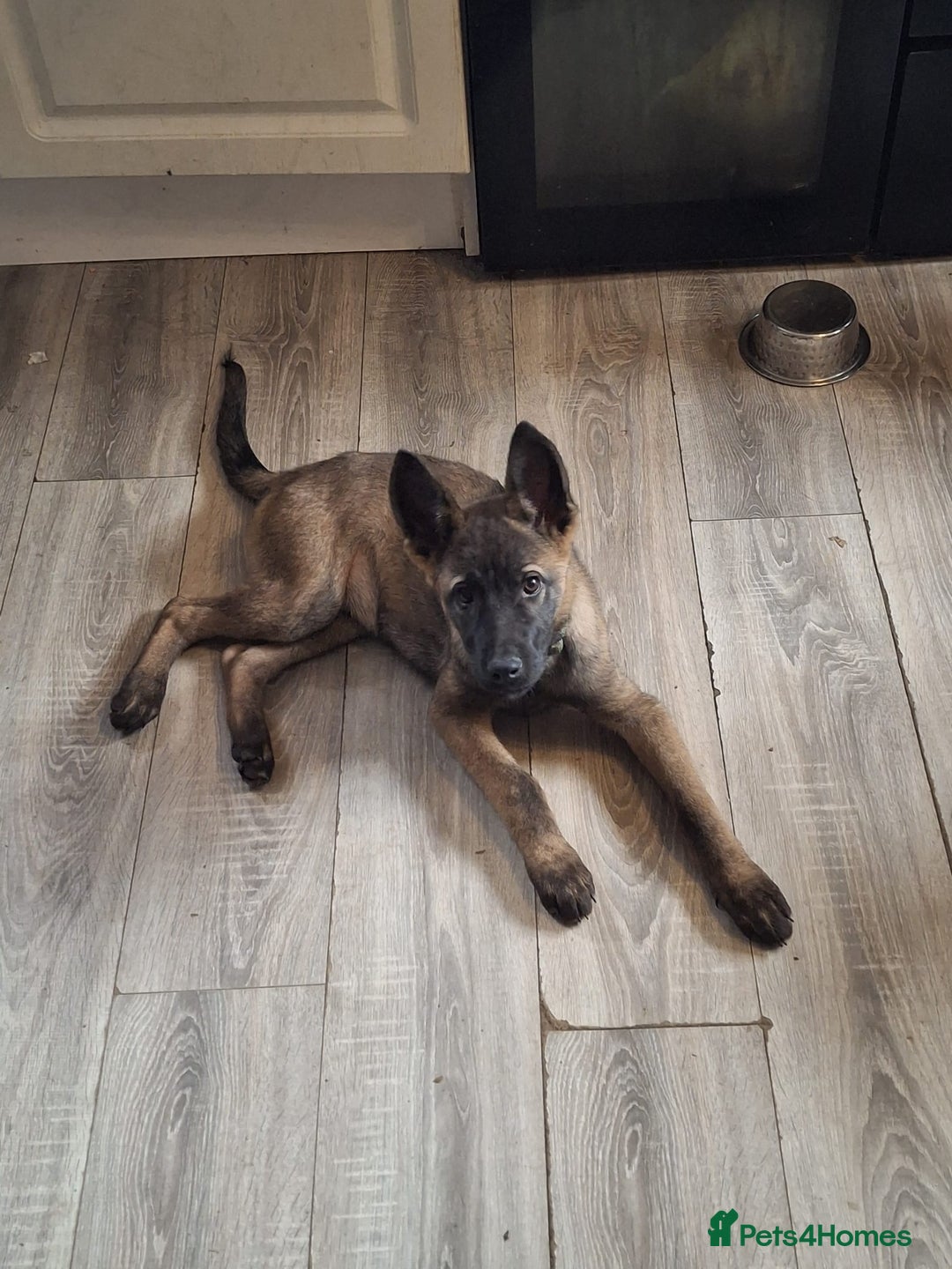 Mixed Breed dogs for sale: Stunning little boy American shephard 6 month old - Advert 2