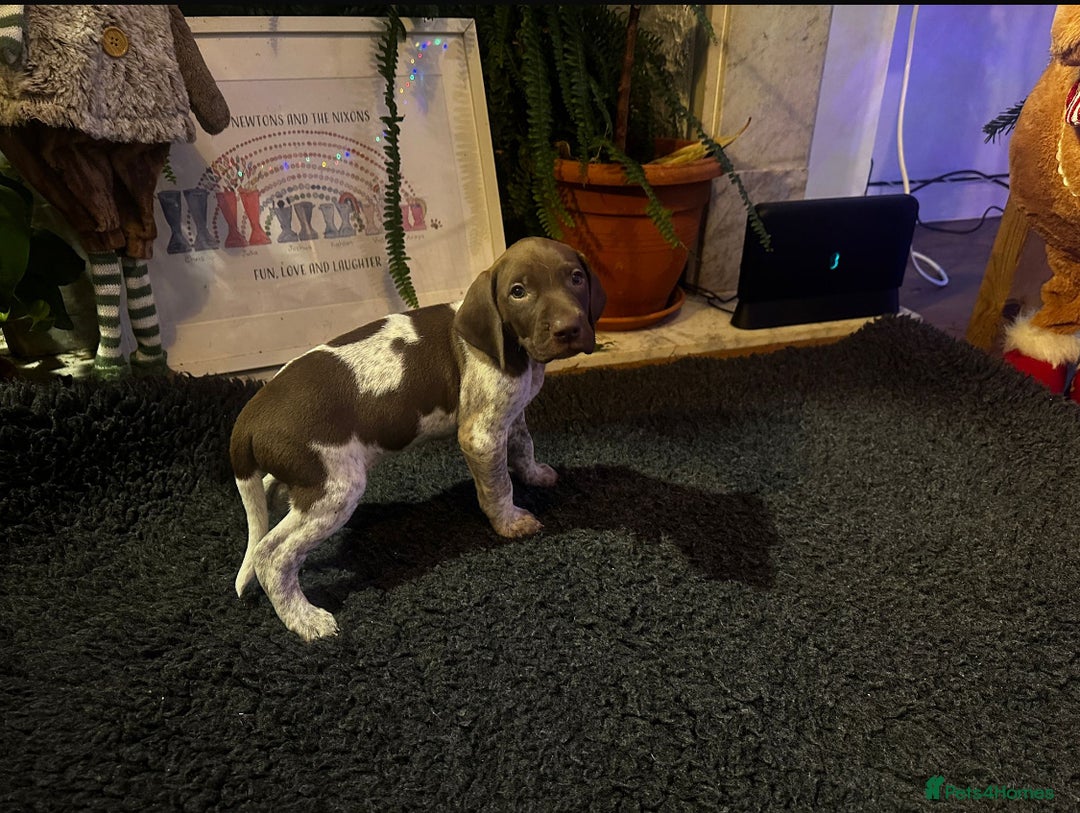 German Shorthaired Pointer dogs for sale: German shorthaired pointer pups - Advert 15