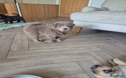 Mixed Breed dogs for sale: Chowxfrenchie Ready for new homes** - Image 19