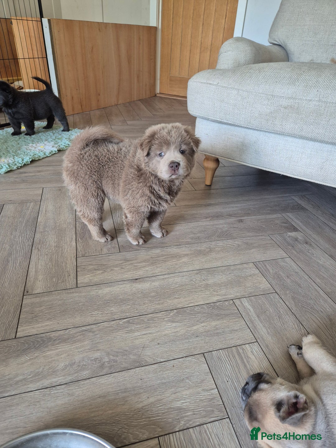 Mixed Breed dogs for sale: Chowxfrenchie Ready for new homes** - Image 19