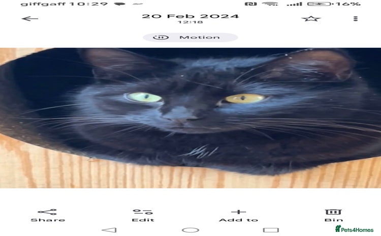 Domestic Shorthair cats - Advert 4