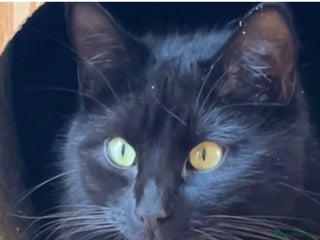 Domestic Shorthair cats - Advert 2