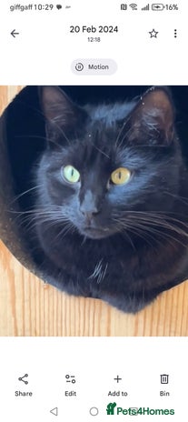 Domestic Shorthair cats - Advert 1