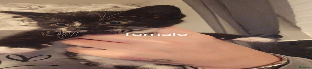 British Longhair Kitten 3