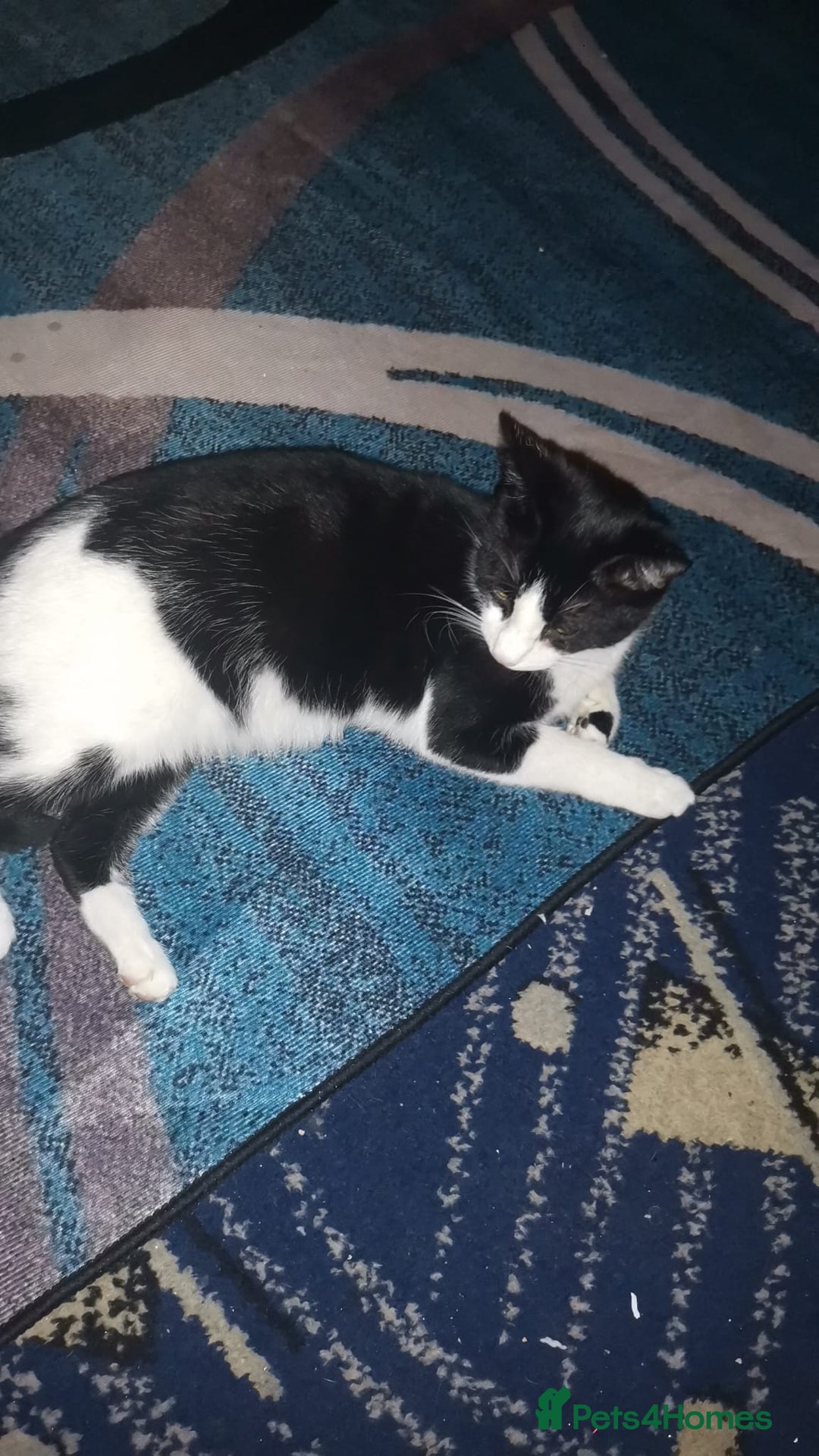 Mixed Breed cats for sale: Mixed bread 4 lovely kittens - Advert 2