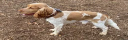 Cocker Spaniel dogs for sale: Adorable Kennel Club Reg. Show Cocker Spaniel Pups - Advert 40