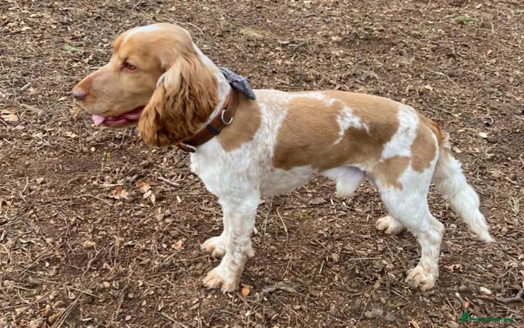 Cocker Spaniel dogs for sale: Adorable Kennel Club Reg. Show Cocker Spaniel Pups - Advert 40
