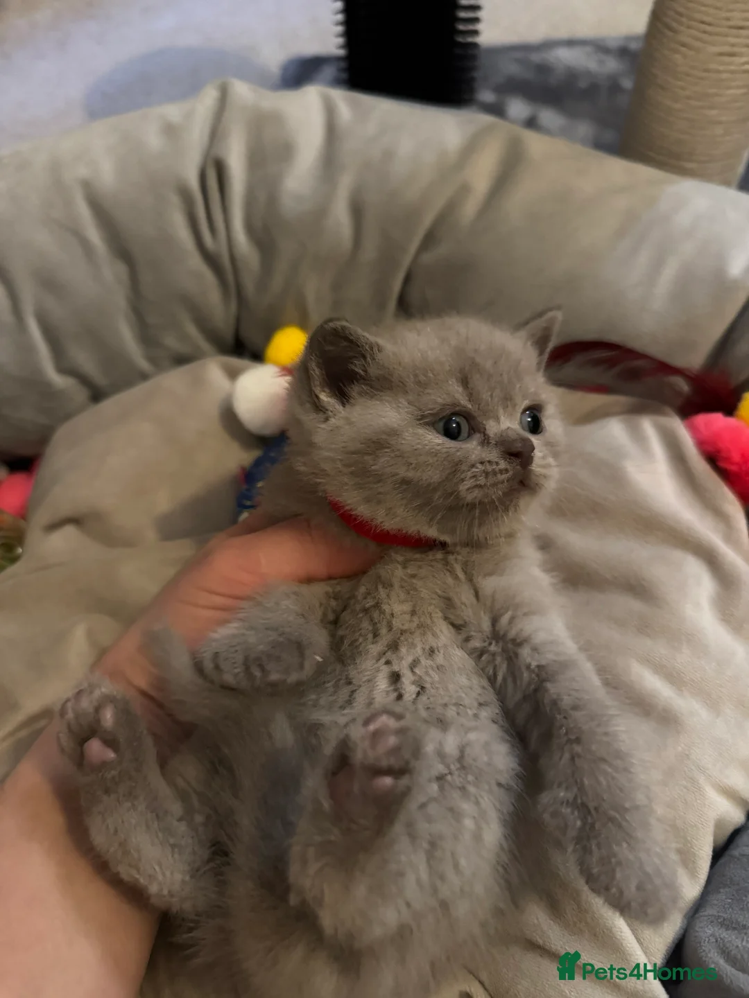 British Shorthair cats for sale: Fluffy and healthy British shorthair kittens - Advert 7