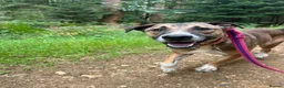 Mixed Breed dogs for adoption: Lizzie - Norwich Norfolk  - Advert 18