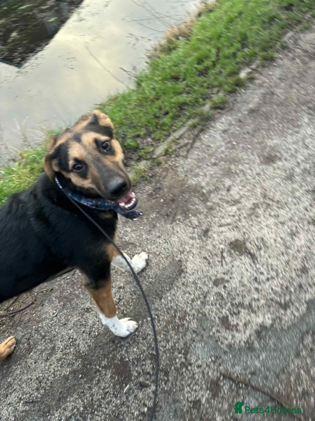 Mixed Breed dogs for adoption: URGENT: 💙🐶 BRUNO -The Big, Loving 10 month Boy - Advert 28