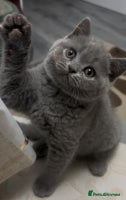 British Shorthair cats (One boy )blue British shorthair kittes for sale - Advert 3